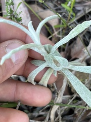 Pseudognaphalium