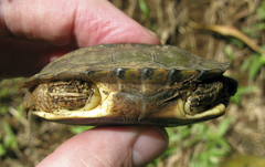 Rhinoclemmys funerea