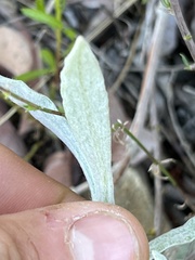 Pseudognaphalium