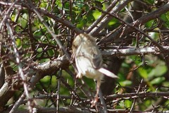 Cisticola fulvicapilla