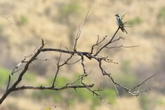 Chrysococcyx caprius