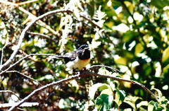 Petroica macrocephala macrocephala
