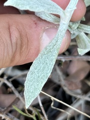 Pseudognaphalium