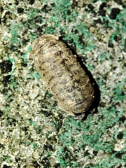 Armadillidium assimile