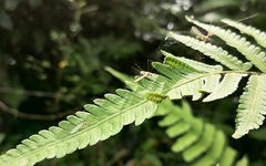 Thelypteridaceae
