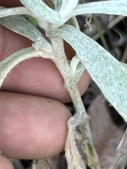Pseudognaphalium