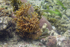 Canthigaster rostrata