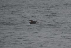 Stercorarius pomarinus