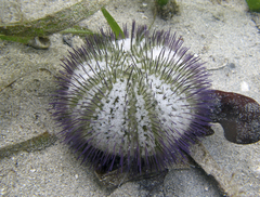 Lytechinus variegatus