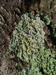 Phaeophyscia orbicularis