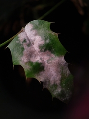 Erysiphe berberidis