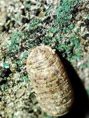 Armadillidium assimile