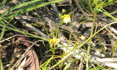 Diuris chryseopsis