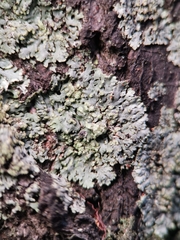 Phaeophyscia orbicularis