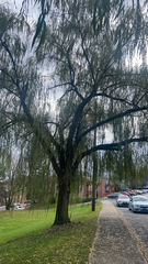 Salix babylonica