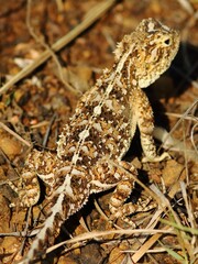 Agama aculeata