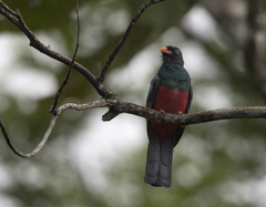 Trogon massena