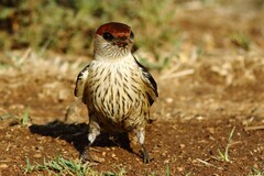 Cecropis cucullata