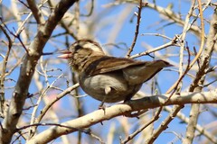 Gymnoris superciliaris