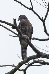 Harpagus bidentatus