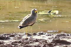 Vanellus senegallus