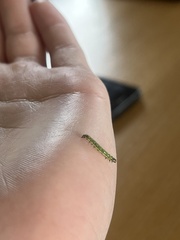 Uresiphita maorialis