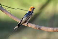 Cecropis abyssinica
