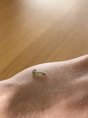 Uresiphita maorialis