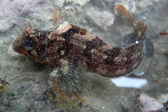 Parablennius gattorugine