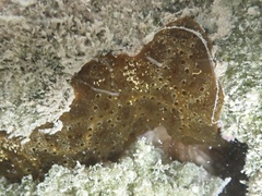 Eudistoma olivaceum