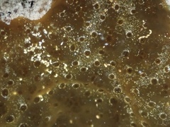 Eudistoma olivaceum