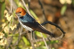 Cecropis abyssinica