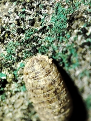 Armadillidium assimile