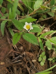 Oxalis barrelieri