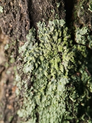 Phaeophyscia orbicularis