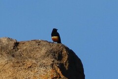 Thamnolaea cinnamomeiventris