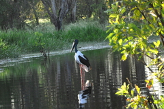 Ephippiorhynchus asiaticus