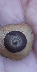 Geastrum