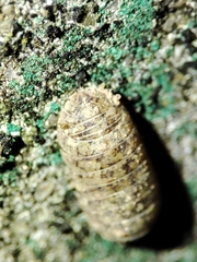 Armadillidium assimile