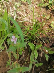 Murdannia nudiflora