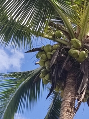 Cocos nucifera image