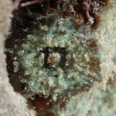 Discosoma carlgreni