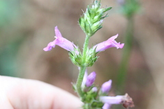 Betonica officinalis