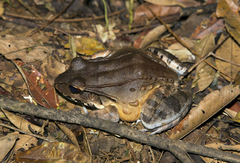 Leptodactylus savagei
