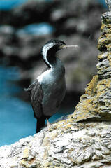 Phalacrocorax punctatus