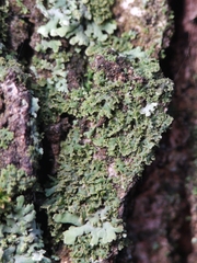 Phaeophyscia nigricans