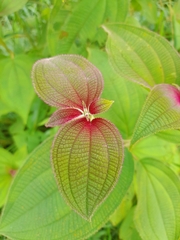 Miconia subcrustulata