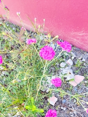 Gomphrena globosa