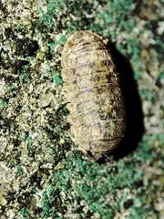 Armadillidium assimile