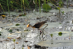 Irediparra gallinacea